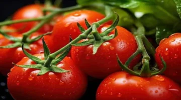 أسعار الطماطم تتراجع بالأسواق وشعبة الخضروات توضح مصير الانخفاضات مع العروة الجديدة